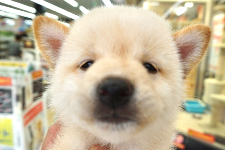 シロクマみたいで可愛いでしょ♪ | 柴犬 （6130721） - ペットショップ マルワン大倉山 神奈川県横浜市港北区