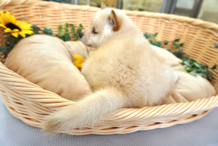 大福みたいなむっちりな体 | 柴犬 （6130721） - ペットショップ マルワン大倉山 神奈川県横浜市港北区