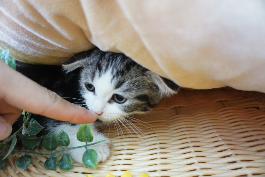 猫流のご挨拶 鼻チュー | マンチカン （6130722） - ペットショップ マルワン大倉山 神奈川県横浜市港北区