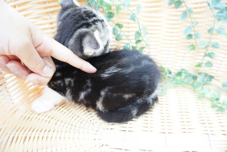 マンチカン君の背中には天使の羽根 | マンチカン （6130722） - ペットショップ マルワン大倉山 神奈川県横浜市港北区