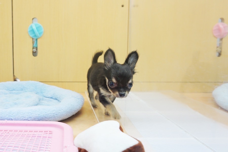 小さな体で元気いっぱいに遊んでいます！ | チワワ 極小 （117155） - ペットショップ マルワン鎌ヶ谷 千葉県鎌ヶ谷市北初富