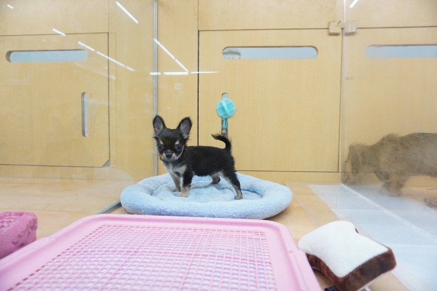 鎌ヶ谷店に来てトイレの失敗が一度もないんです！ | チワワ 極小 （117155） - ペットショップ マルワン鎌ヶ谷 千葉県鎌ヶ谷市北初富