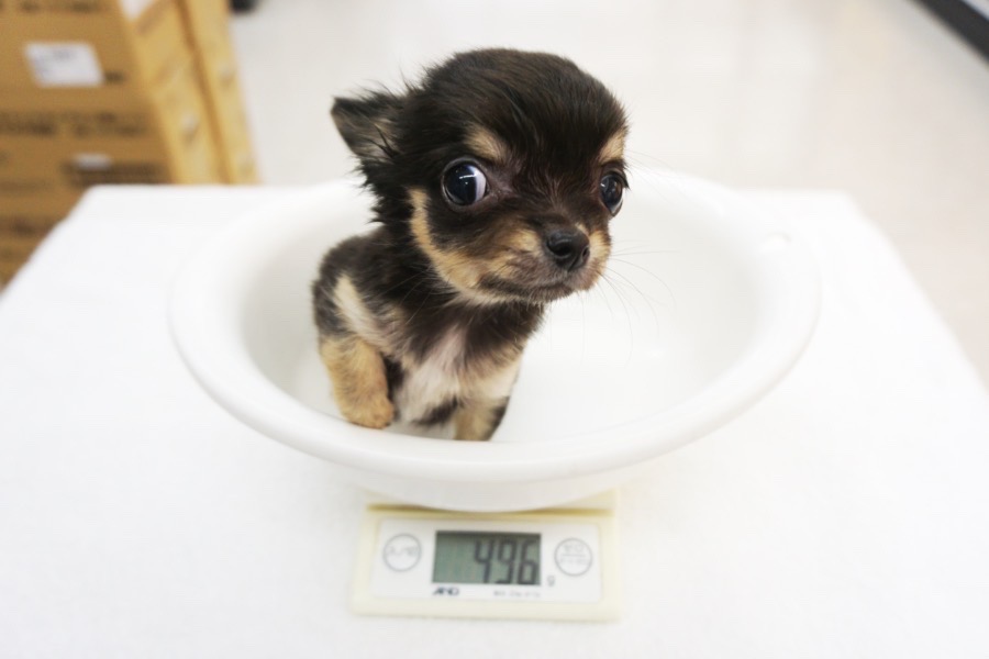 生後80日で496ｇとやはり極小サイズ | チワワ 極小 （117155） - ペットショップ マルワン鎌ヶ谷 千葉県鎌ヶ谷市北初富