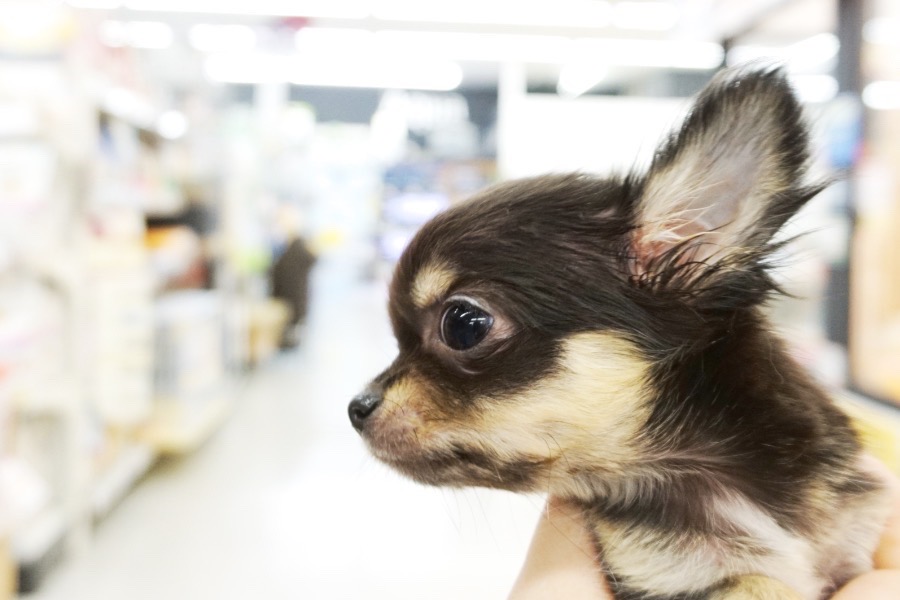 生後80日を超え少しづつ体も大人へと成長しています！ | チワワ 極小 （117155） - ペットショップ マルワン鎌ヶ谷 千葉県鎌ヶ谷市北初富