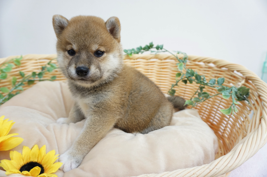 子犬ながらに漂う和犬の凛々しさ | 柴犬 （6130715） - ペットショップ マルワン大倉山 神奈川県横浜市港北区