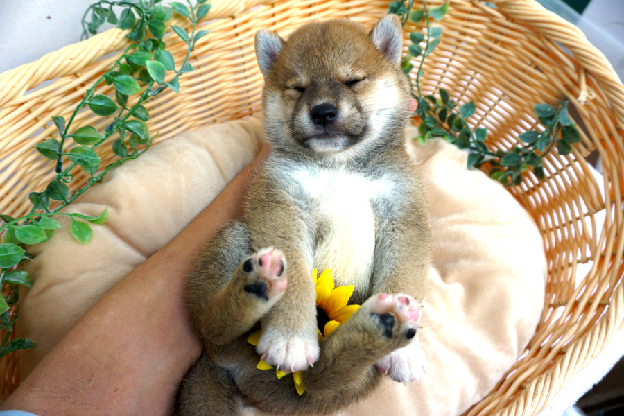 穏やかな性格なので育てやすい | 柴犬 （6130715） - ペットショップ マルワン大倉山 神奈川県横浜市港北区