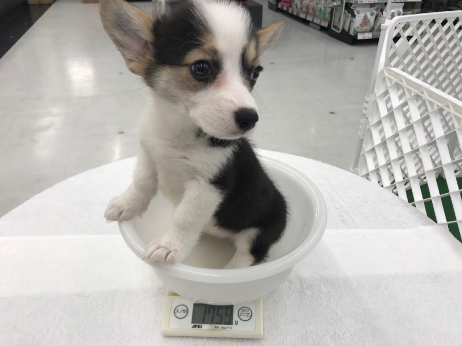 体重は約1.8kg弱！ 同じ月齢のコーギーちゃんの体重は2.0～2.5ｋｇ | ウェルシュ・コーギー・ペンブローク （014225） - ペットショップ マルワン東日暮里 東京都荒川区