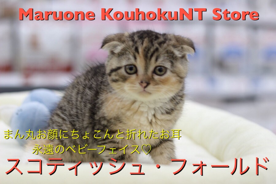 【スコティッシュ・フォールド】まんまるお顔にちょこんと垂れたお耳！永遠のベビーフェイス♡：ペットショップマルワン港北NT店（横浜市）｜子猫情報｜NO.311782