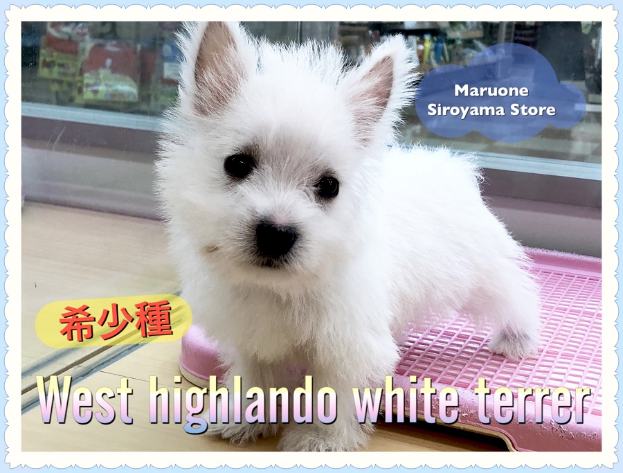 【 希少犬種 ウェスティ 】見逃し厳禁！！世界一可愛い白いテリアが城山店に再登場！：ペットショップ ペッツワン城山店｜子犬情報｜NO.118259（神奈川県相模原市）