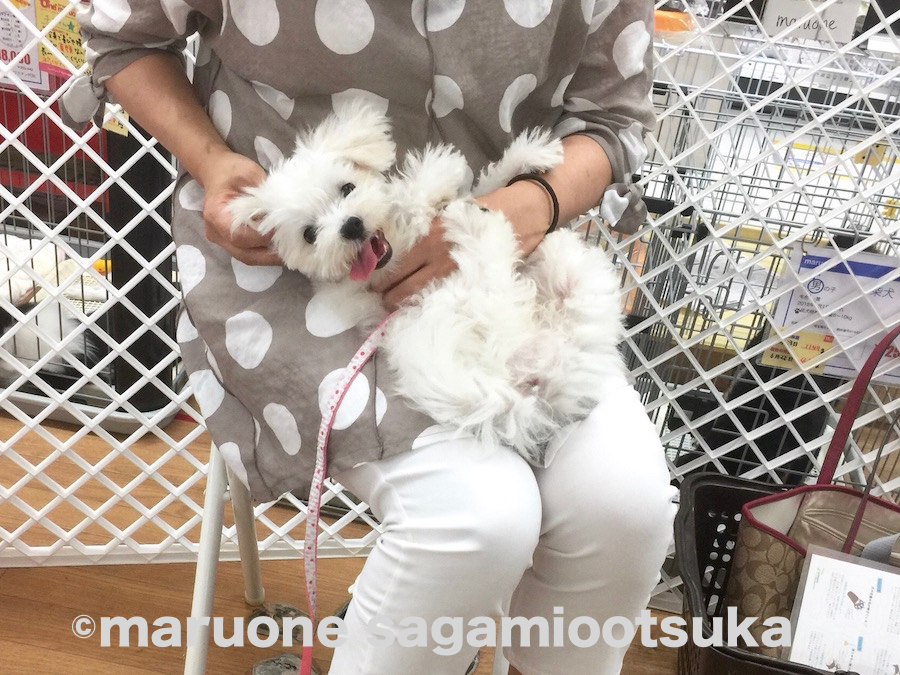 ももちゃん なんとも幸せそうな表情（笑） | マルワン × アニコム損保 しつけ教室