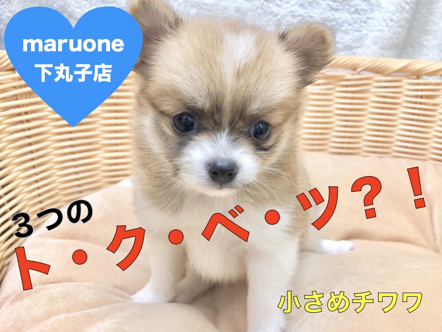 【 チワワ 】この子ならではの３つのト・ク・ベ・ツを持つ太陽サンサンガール！：ペットショップマルワン下丸子店（東京都大田区）｜子犬情報！No.116262