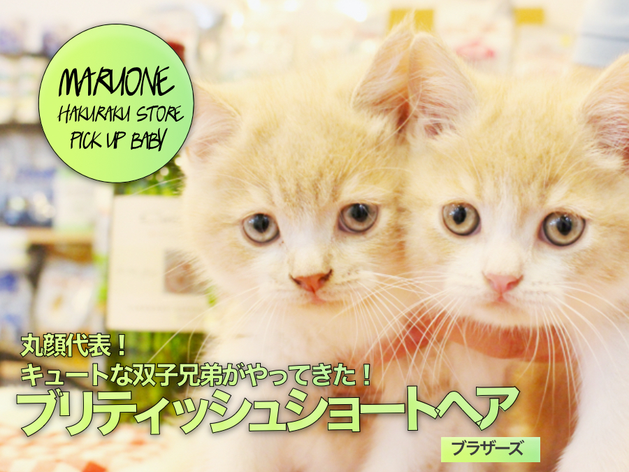 【ブリティッシュショートヘア】 丸顔代表！ キュートな双子兄弟がやってきた！ : ペットショップマルワン白楽店 (横浜市） No.11572＆11573