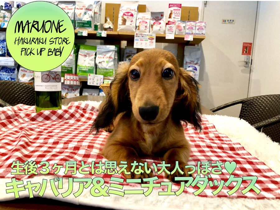 【ミニチュア・ダックスフント】生後３ヶ月とは思えない大人っぽさ♥深みのあるレッドは誰にもまけません。:ペットショップマルワン白楽店（横浜市）│子犬情報No.11774