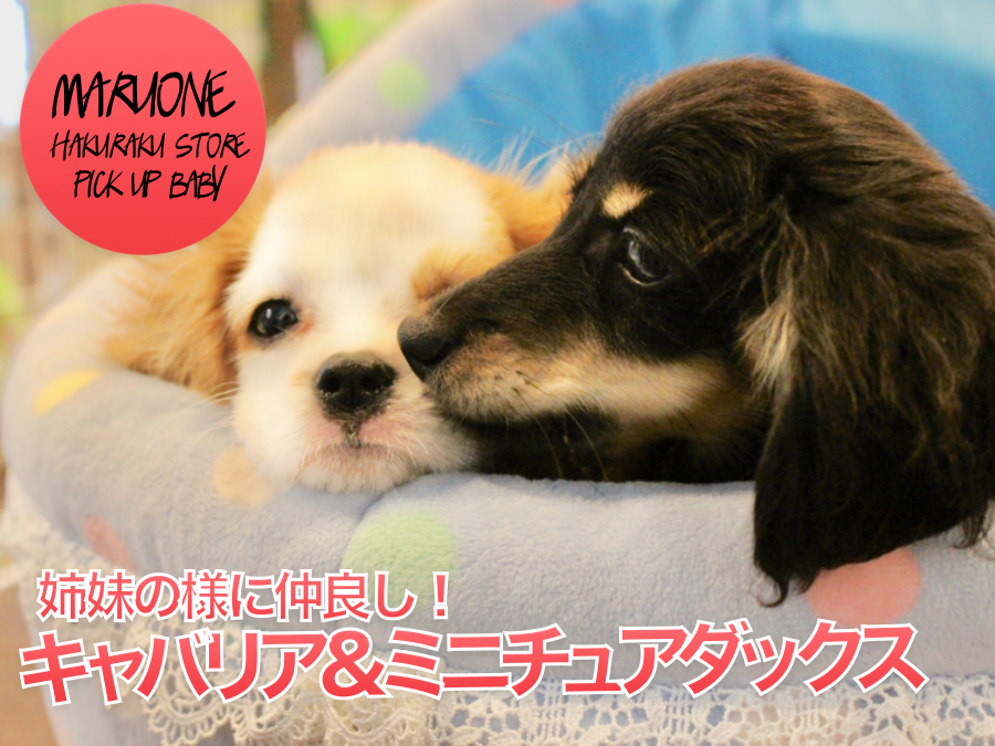 【ミニチュアダックス ＆ キャバリア】姉妹のようにとっても仲良し！可愛い姿を御覧ください♪: ペットショップマルワン白楽店│子犬情報！No.11564＆11563