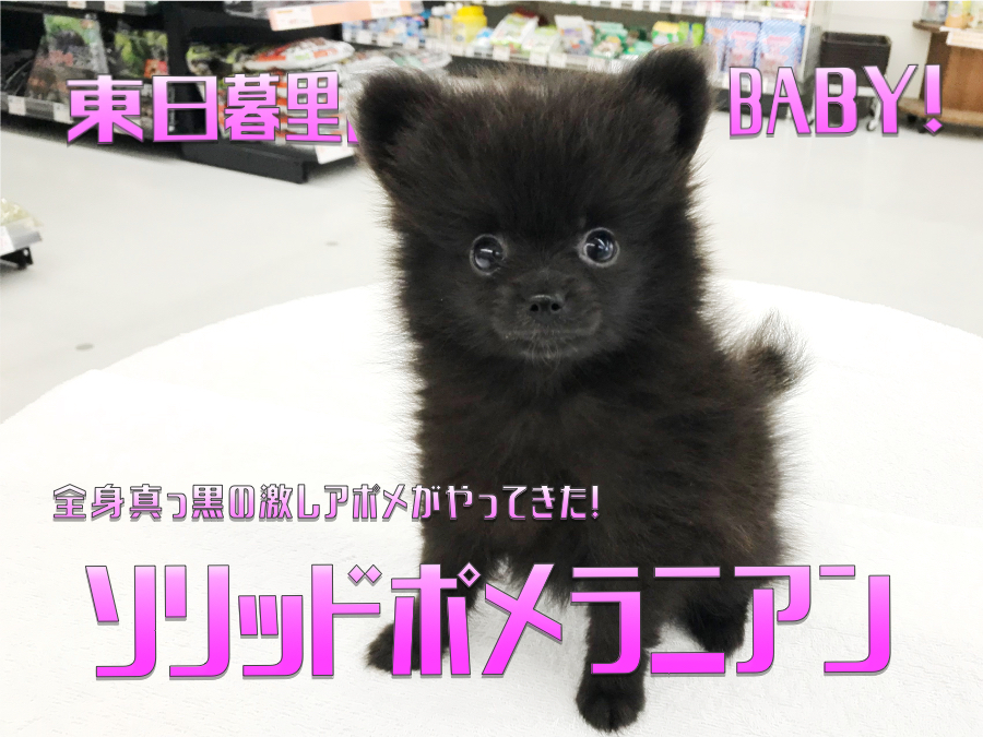 【 ソリッド系 ポメラニアン 】最高のまんまるおめめを持った全身真っ黒の激レアポメがやってきた！：ペットショップマルワン東日暮里店（東京都荒川区）｜子犬情報！No.014226