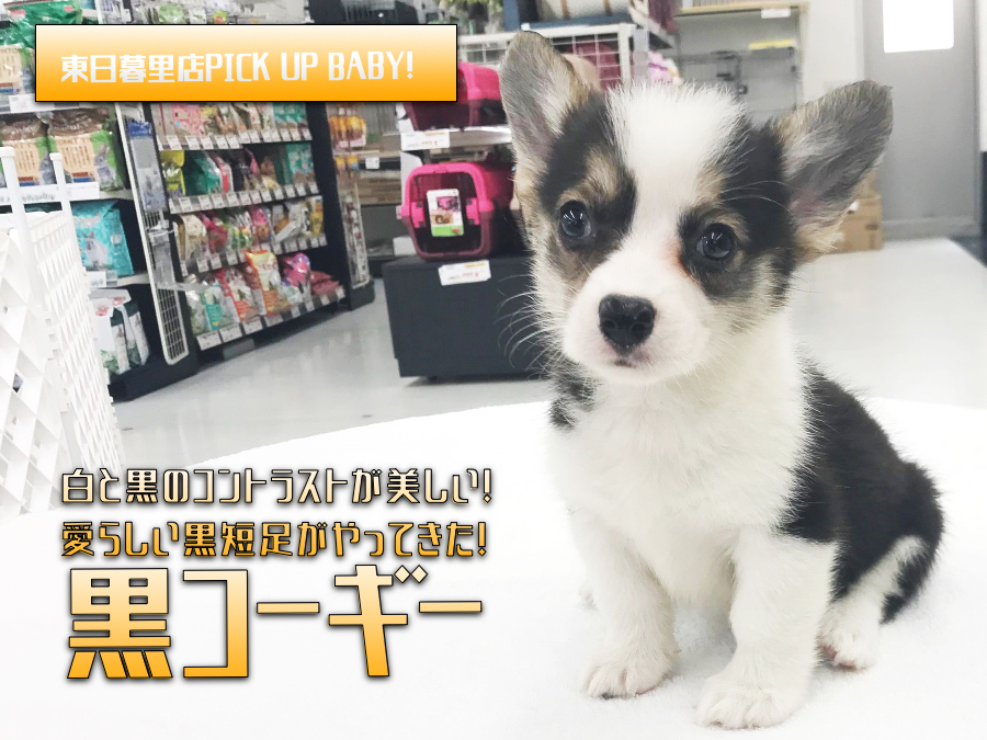 【黒コーギー】白と黒のコントラストが美しい！愛らしい黒短足がやってきた！：ペットショップマルワン東日暮里店｜子犬情報！No.014225