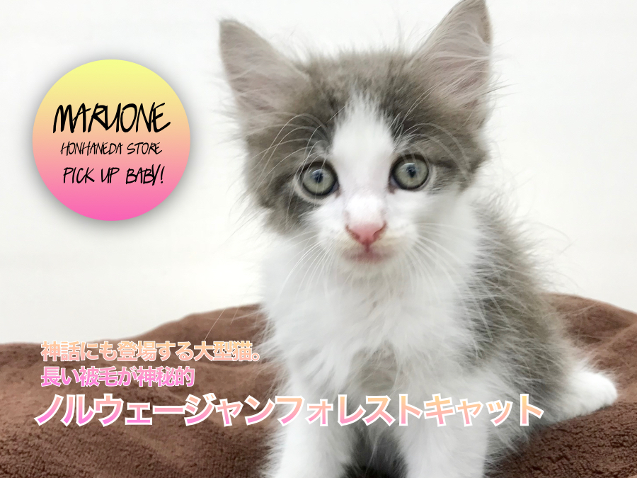【森の妖精！ノルウェージャンフォレストキャット】神話にも登場する大型猫。長い被毛が神秘的：ペットショップマルワン本羽田店（東京都大田区）：子猫情報！№512544