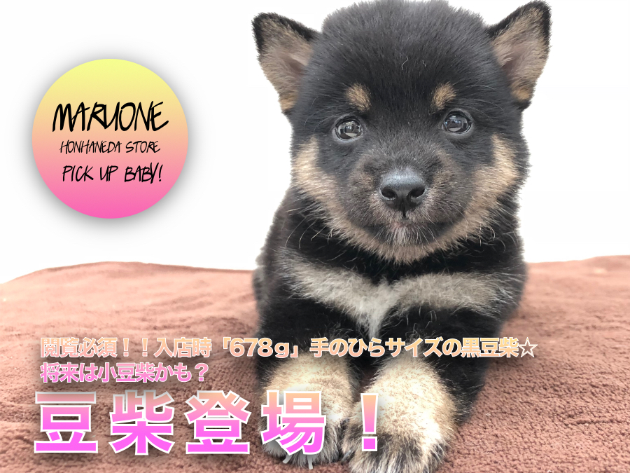 【 豆柴 】閲覧必須！！入店時「678ｇ」手のひらサイズの黒豆柴☆将来は小豆柴かも？：ペットショップマルワン本羽田店(東京都大田区)｜子犬情報！Ｎo.512547