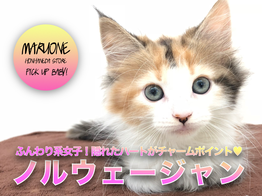 【 ノルウェージャン・フォレストキャット 】ふんわり系女子！隠れたハートがチャームポイント♡：ペットショップマルワン本羽田店(東京都大田区)｜子猫情報！Ｎo.512545