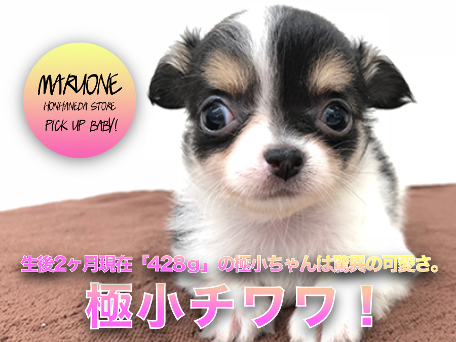 【 極小 チワワ 】一発ＫＯ間違いなし！一目見た瞬間からあなたも虜に？生後2ヶ月現在「428ｇ」の極小ブラックタンチワワは驚異の可愛さ。：ペットショップマルワン本羽田店(東京都大田区)｜子犬情報！No.512548