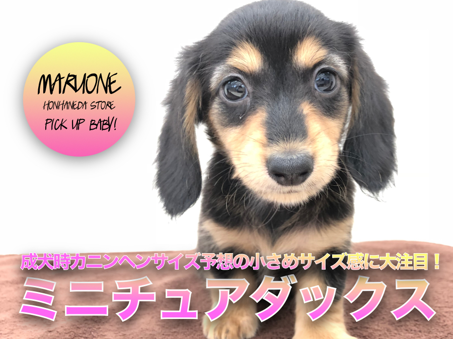 【 ミニチュア・ダックスフント 】ワールド級の可愛さ！成犬時はカニンヘンサイズ予想の小さめなサイズ感に大注目！：ペットショップマルワン本羽田店(東京都大田区)｜子犬情報！No.512549