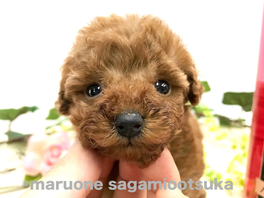少し垂れ目でキラキラした瞳 | ティーカップ・プードル （814473） - ペットショップ マルワン相模大塚 神奈川県大和市