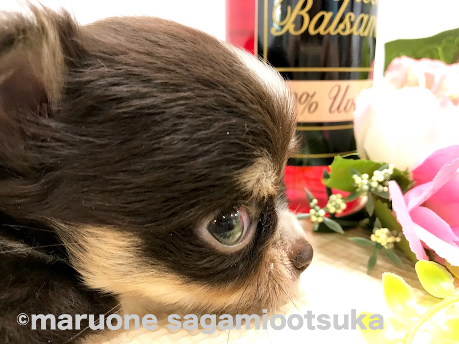 毎日違う表情、行動、愛情表現を見せてくれます | チワワ ロングコート チョコタン （814471） - ペットショップ マルワン相模大塚 神奈川県大和市