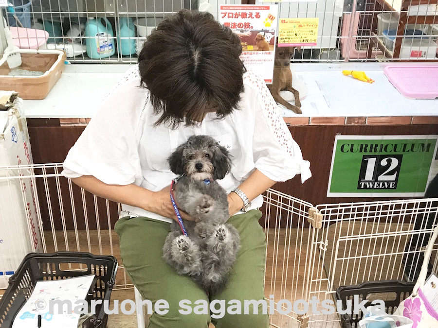 元気一杯のそらくん | マルワン × アニコム損保 しつけ教室