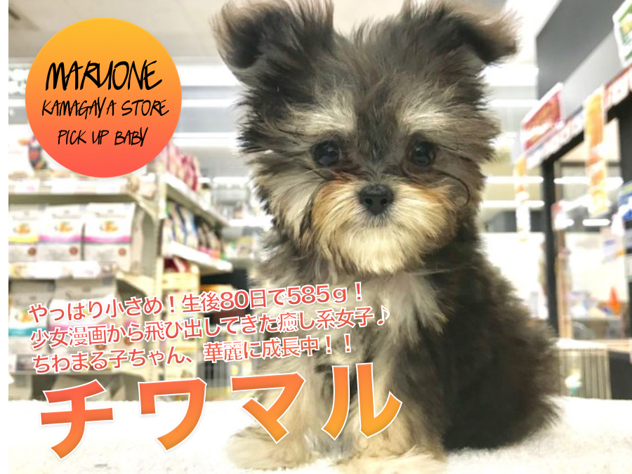 【小さめチワマル♡MIX♡】やっぱり小さめ！生後80日で585ｇ！少女漫画から飛び出してきた癒し系女子♪第二弾インプレ！！ちわまる子ちゃん華麗に成長中！！｜ペットショップマルワン鎌ヶ谷店（千葉県鎌ケ谷市）｜子犬情報No．117157