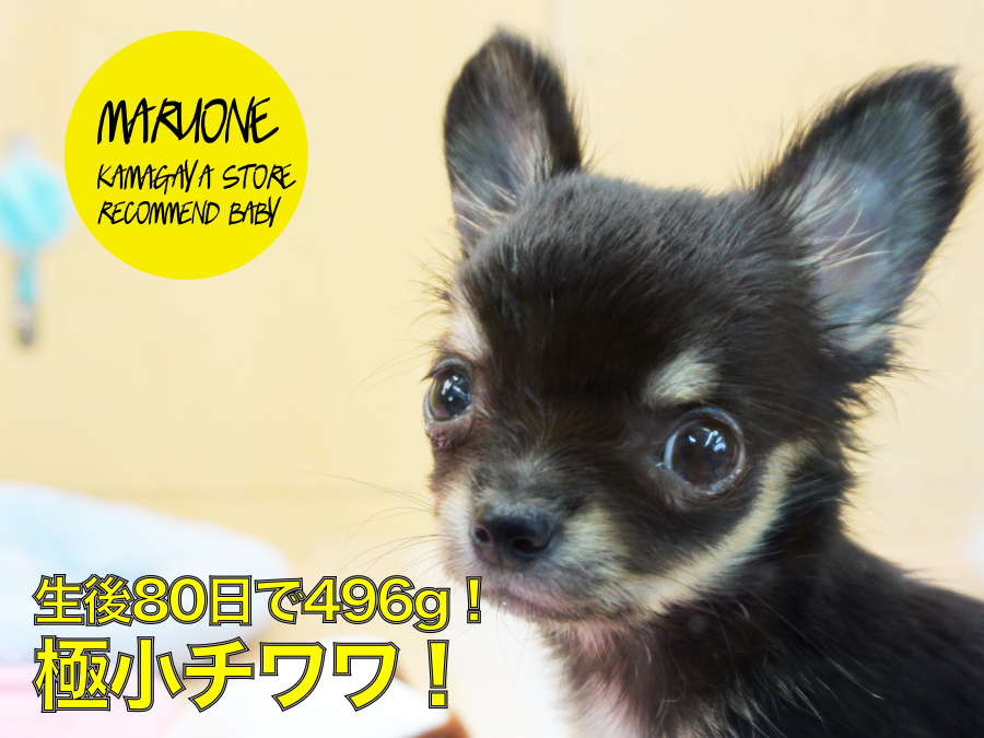【極小チワワ】生後80日で496g！ウサギのような素晴らしい立ち耳にも大注目♡：ペットショップマルワン鎌ヶ谷店（千葉県鎌ケ谷市）｜オススメ子犬情報No．117155