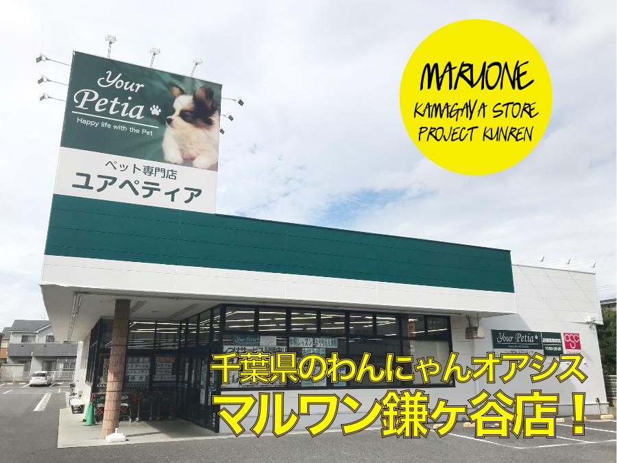 【夏休み特集・店舗紹介!】千葉県のわんにゃんオアシス!魅力満載ドッグトレーニングのメッカ マルワン鎌ヶ谷店!