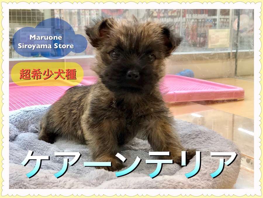 【超希少犬種 ケアーンテリア】テリア好きなら絶対に見なきゃ損！ 2年に一度のスペシャルパピーが登場：ペットショップ ペッツワン城山店｜オススメ子犬情報｜NO.118247（神奈川県相模原市）