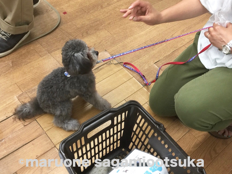 そらくん、お座りなんてお手の物 | マルワン × アニコム損保 しつけ教室