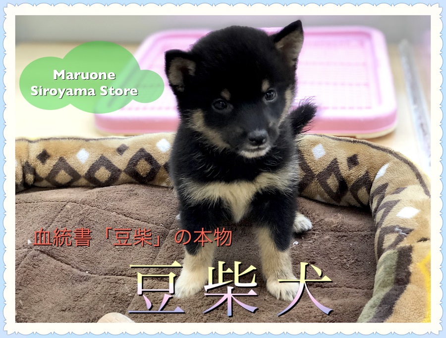 【黒豆柴】早い者勝ち！血統書「豆柴」の正真正銘「豆柴犬」登場！！：ペットショップ ペッツワン城山店｜子犬情報｜NO.118253（神奈川県相模原市）