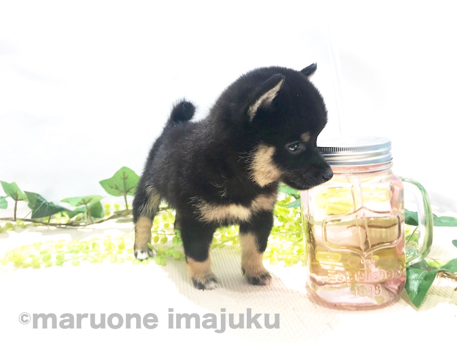 短めの４本足全てに靴下をはいているのもポイント | 豆柴 （120120） - ペットショップ マルワン今宿 神奈川県横浜市旭区