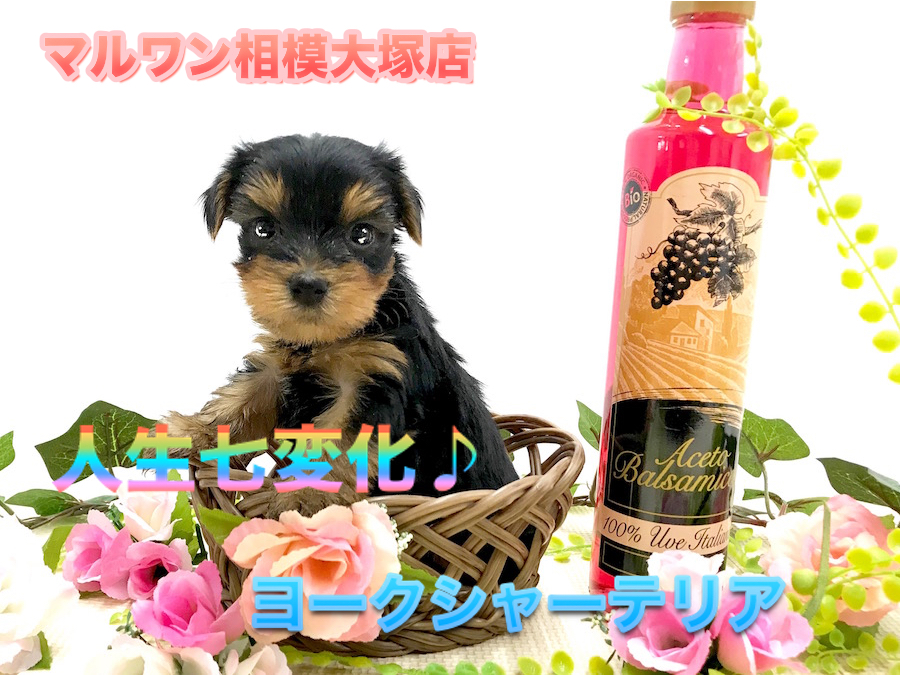 【小さめ ヨークシャーテリア】HP掲載前に特別公開！人生で7回毛色が変わるけど飼い主さんへの愛は永遠よ♪可愛い顔アップ写真を要チェック！：ペットショップマルワン相模大塚店｜仔犬情報No.814472
