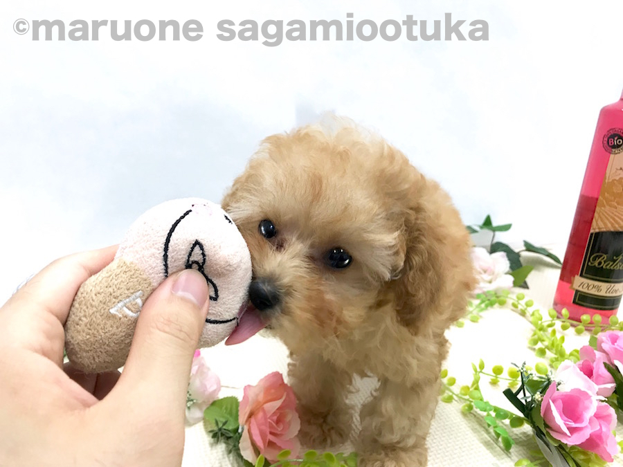 一緒に遊ぶことが大好きなプーちゃん♪ | トイ・プードル （814469） - ペットショップ マルワン相模大塚 神奈川県大和市