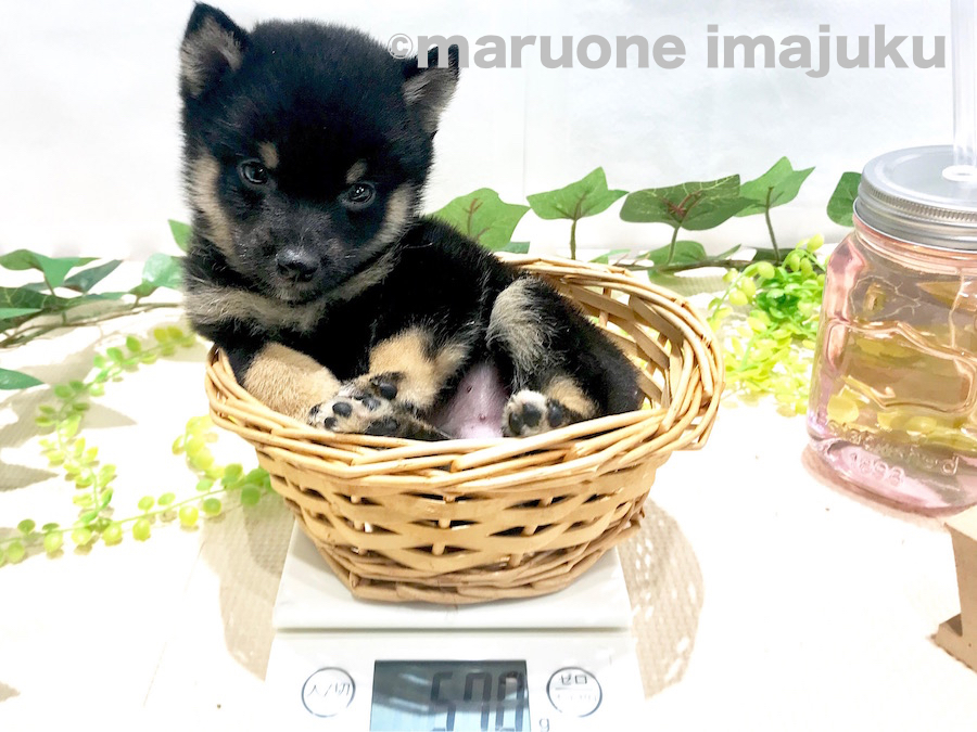 親子３世代の由緒正しき公認犬 | 豆柴 （120120） - ペットショップ マルワン今宿 神奈川県横浜市旭区