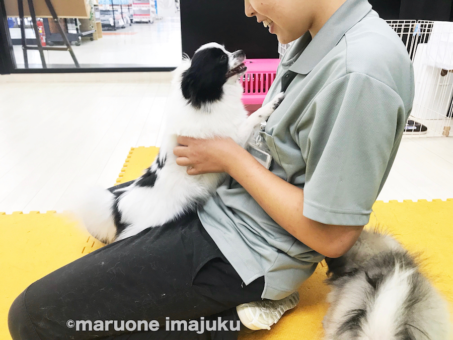 マナー教室があります - ペットショップ マルワン今宿 神奈川県横浜市旭区