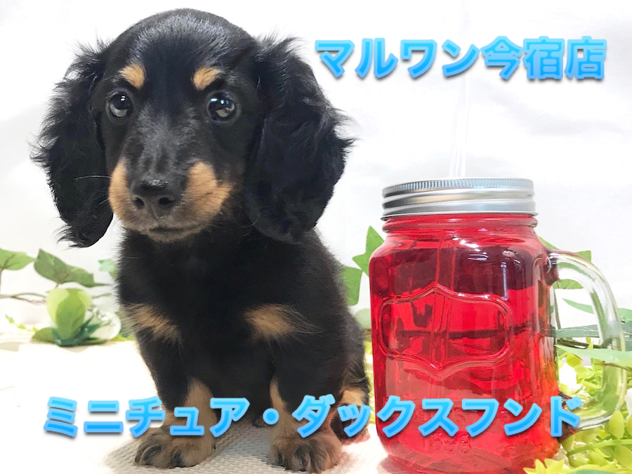 【ミニチュア・ダックスフント】麻呂眉が綺麗なブラタンダックス！生後60日でおトイレもマスターしたお利口さん♪：ペットショップマルワン今宿店（横浜市）｜仔犬情報No.120119