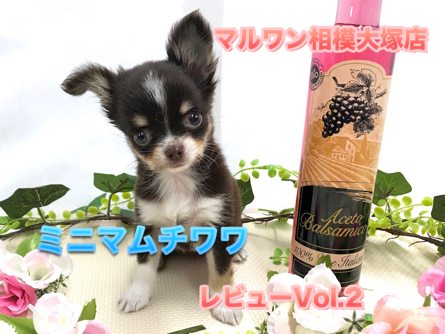 【 チョコタン チワワ 】生後70日で体重642g!毎日違った姿を見せてくれる♪小さな超美形アイドルのセカンドインプレ！：ペットショップマルワン相模大塚店(大和市）｜仔犬情報No.814471