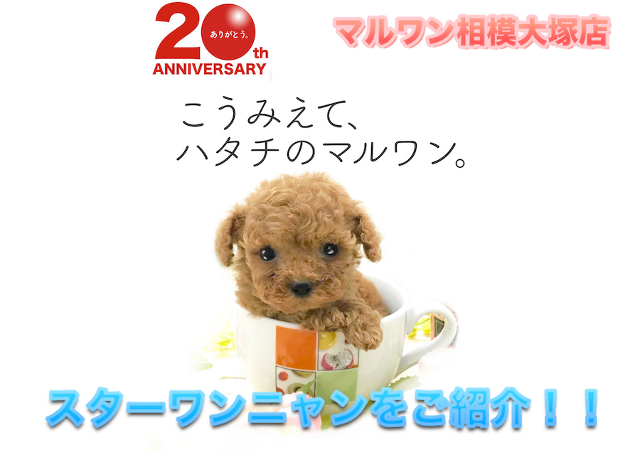 【相模大塚店セール情報】7月第二週の相模大塚店スターワンニャンをご紹介！：ペットショップマルワン相模大塚店｜子犬＆子猫情報！