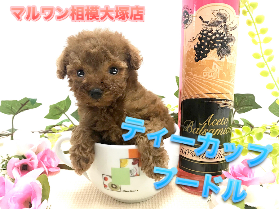 【ティーカップ・プードル】カップよりも小さい！？過去最小レベルのアイドル登場！：ペットショップマルワン相模大塚店（大和市）｜子犬情報No.814473