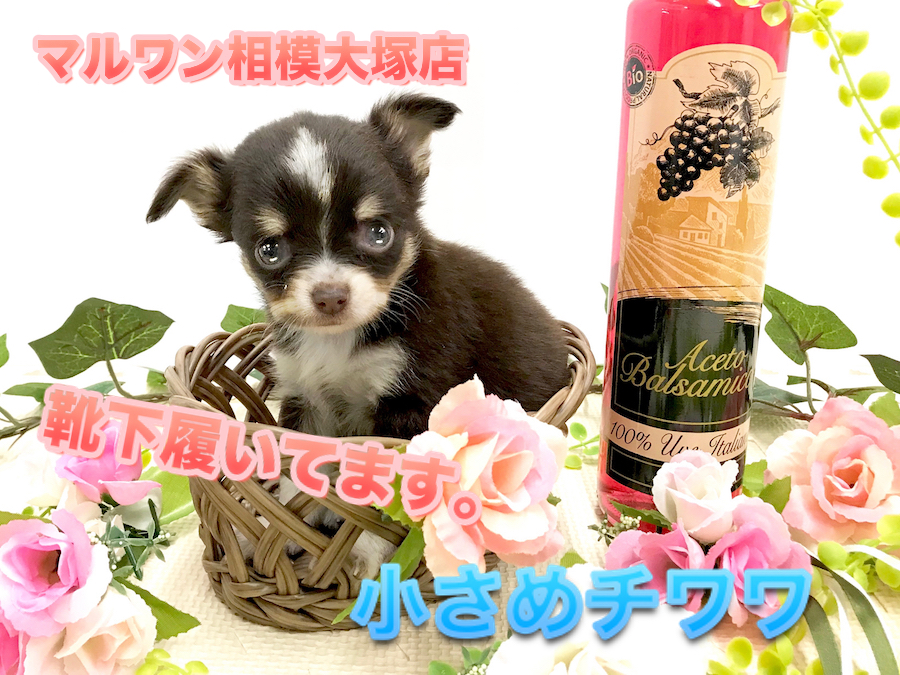 【チョコタン チワワ】HP掲載前の特別公開！ブルーの瞳の小さな癒し系♪横顔が美しすぎます。：ペットショップマルワン相模大塚店｜仔犬情報No.814471