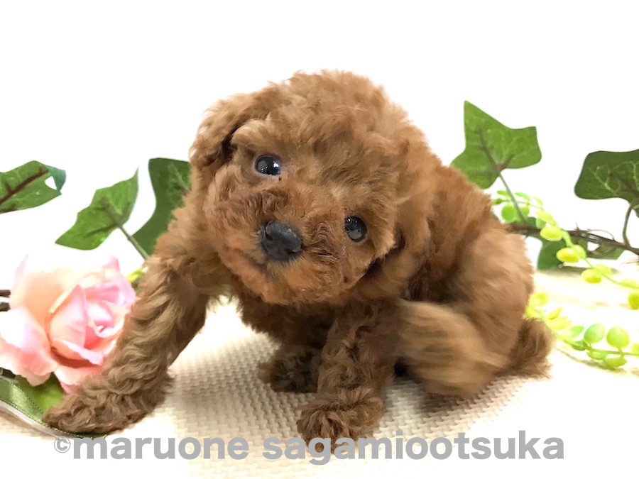 撮影終了後のオフショット♪ | ティーカップ・プードル （814473） - ペットショップ マルワン相模大塚 神奈川県大和市