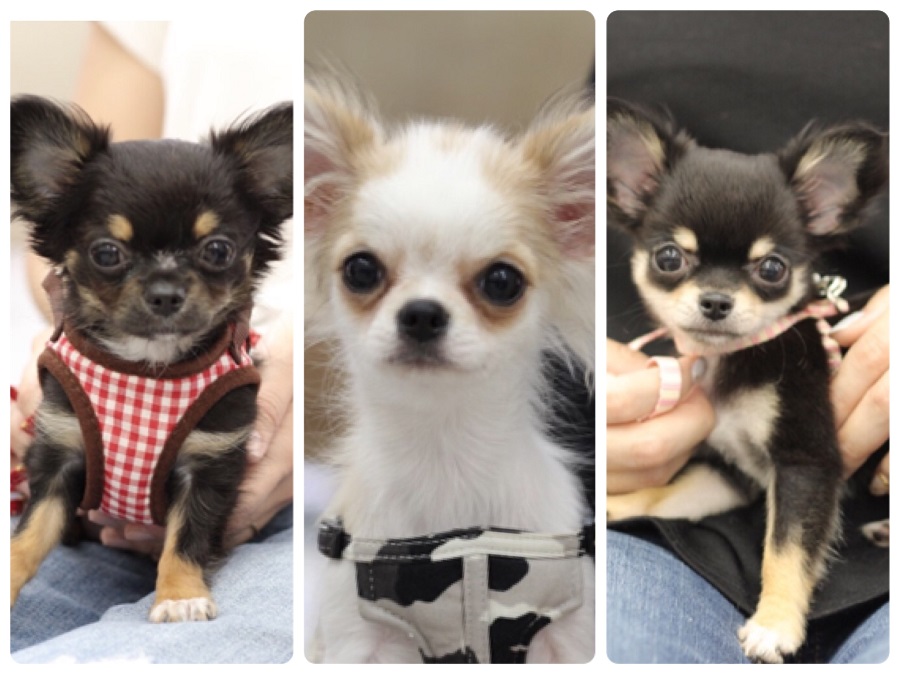 チビチビちゃん犬 | アニコム損保 × マルワン港北NT店 しつけ教室