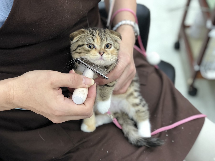 折れ耳ちゃんは夏のこの時期、お耳が蒸れて汚れやすい | スコティッシュ・フォールド （311782） - ペットショップ マルワン港北ニュータウン 神奈川県横浜市都筑区