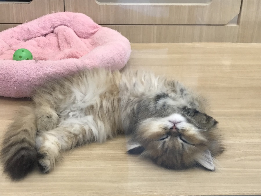 眠くなるとヘソ天でパカーン | ペルシャ （311799） - ペットショップ マルワン港北ニュータウン 神奈川県 横浜市 都筑区