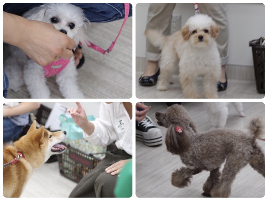 ワンちゃんのイロイロな所を触れてみましょう | アニコム損保 × マルワン港北NT店 しつけ教室