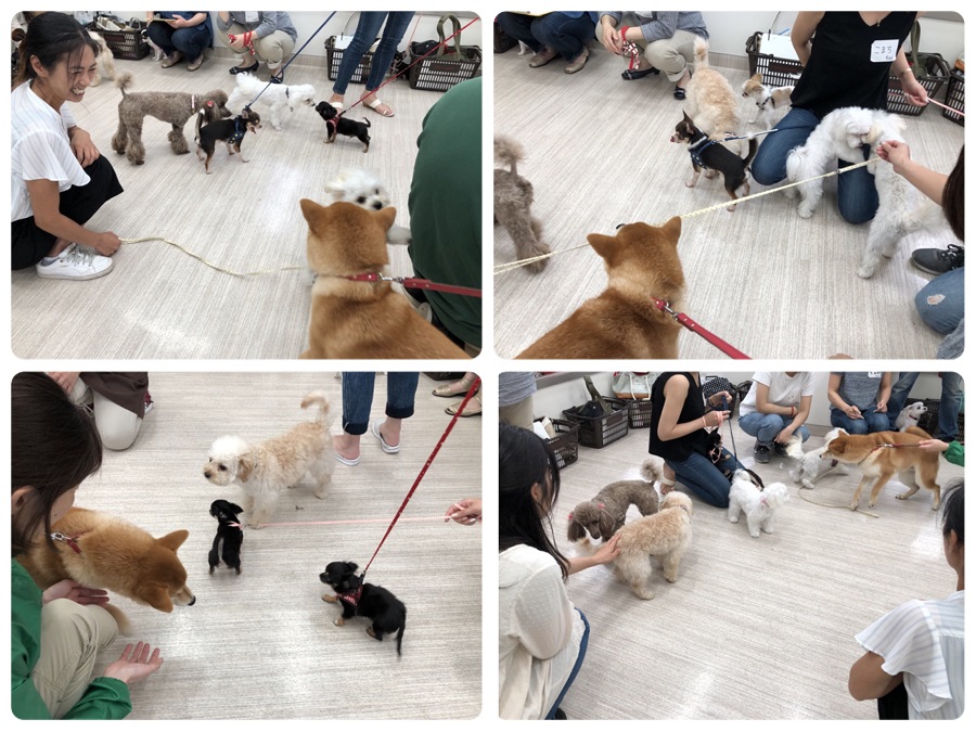 飼い主さんも、ワンちゃんも真剣 | アニコム損保 × マルワン港北NT店 しつけ教室
